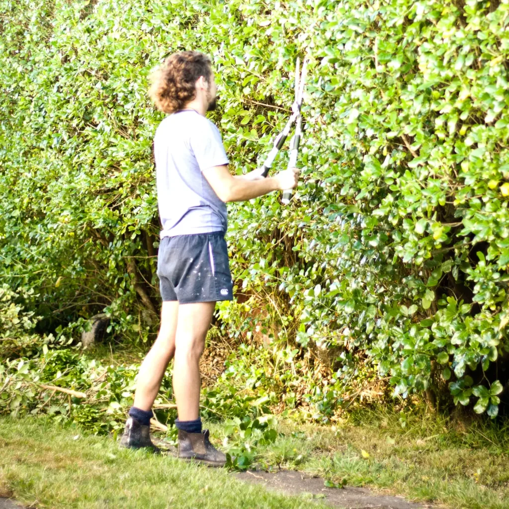 Gardener trimming a hedge with hand shears